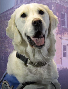 Angel is an LCC K-9 Comfort Dog at St John’s Lutheran in La Grange, Illinois