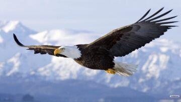 Eagles Enrichment Programs
