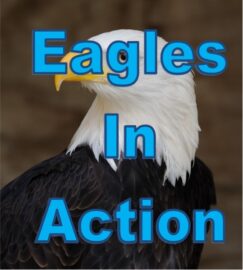 Eagles in Action